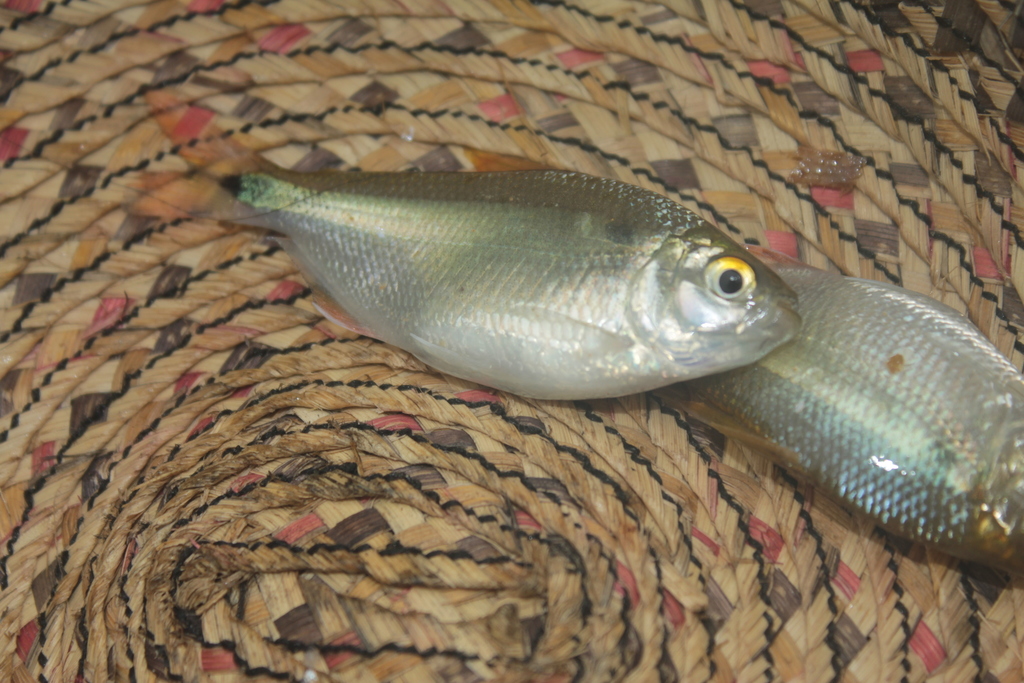 Siapa tetra (Astyanax siapae) — Characidae