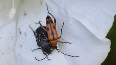 Stenurella septempunctata