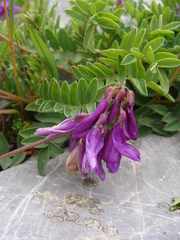 Hedysarum hedysaroides