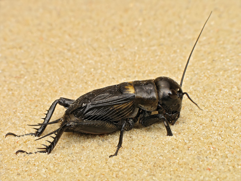 European Field Cricket (Gryllus campestris) · iNaturalist