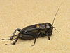 European Field Cricket - Photo (c) Ryszard, some rights reserved (CC BY-NC)