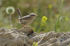 Scotocerca inquieta striata