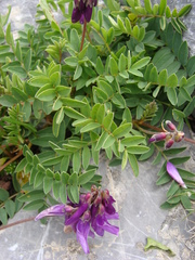 Hedysarum hedysaroides