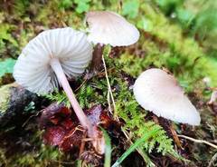 Mycena zephirus