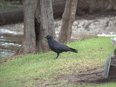 Corvus orru