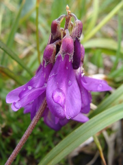 Hedysarum hedysaroides