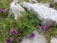 Hedysarum hedysaroides