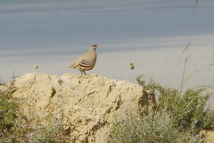 Ammoperdix griseogularis