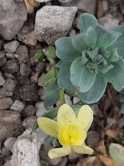 Linaria tonzigii