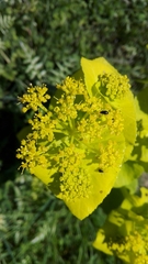 Smyrnium perfoliatum