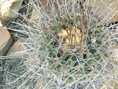 Thelocactus rinconensis rinconensis