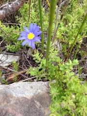 Felicia aethiopica