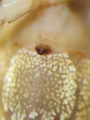 Neoscona inusta