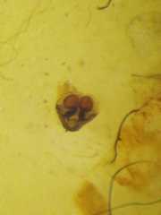 Neoscona inusta