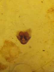 Neoscona inusta