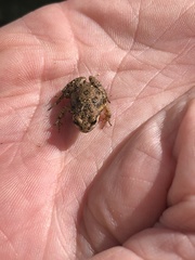 Cacosternum australis