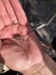 Cacosternum australis