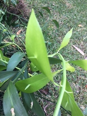 Ruscus