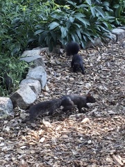 Sciurus carolinensis