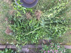 Ruscus