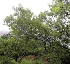Vitex rehmannii