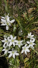 Ornithogalum umbellatum