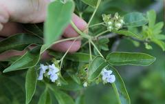 Vitex rehmannii