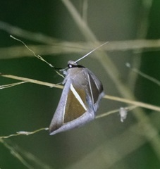 Chalciope alcyona