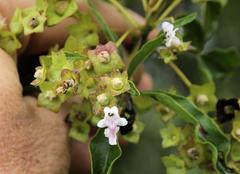 Vitex rehmannii