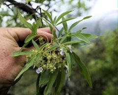 Vitex rehmannii
