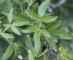 Vitex rehmannii
