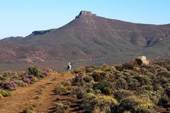 Microhodotermes viator