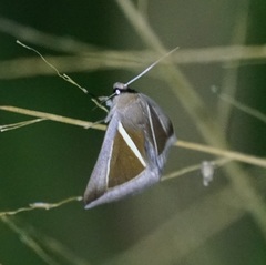 Chalciope alcyona