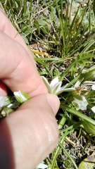 Ornithogalum umbellatum