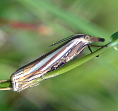 Crambus laqueatellus