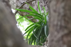 Vanda