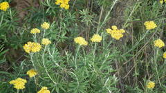 Helichrysum splendidum