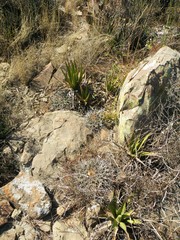 Thelocactus rinconensis rinconensis