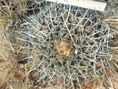 Thelocactus rinconensis rinconensis