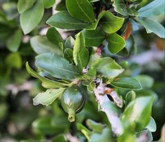 Hyperacanthus amoenus