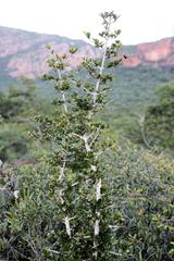 Hyperacanthus amoenus