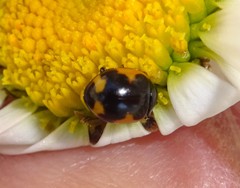 Ceratomegilla alpina