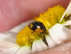Ceratomegilla alpina