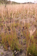Andropogon appendiculatus