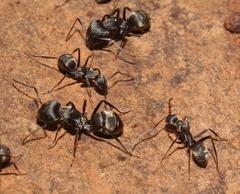 Camponotus cinctellus