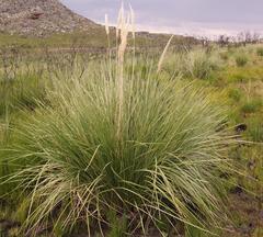 Capeochloa cincta cincta