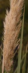 Capeochloa cincta cincta