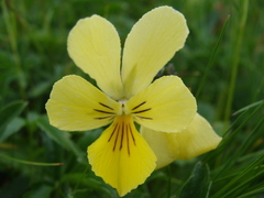 Viola lutea sudetica