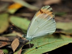 Colotis aurora