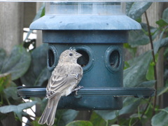 Haemorhous mexicanus